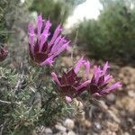 Thymus longiflorus leaf picture by jaume sirerol (cc-by-sa)