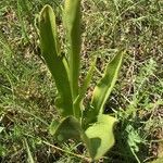 Platanthera bifolia leaf picture by Frederic Vieilledent (cc-by-sa)