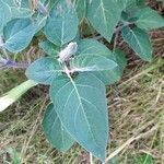 Datura wrightii leaf picture by Carreras David (cc-by-sa)