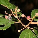 Miconia stevensiana fruit picture by Nelson Zamora Villalobos (cc-by-nc)