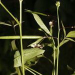 Cleome serrata flower picture by Nelson Zamora Villalobos (cc-by-nc)