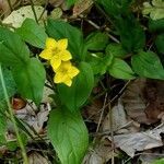 Lysimachia nemorum habit picture by Pierre LEON (cc-by-sa)