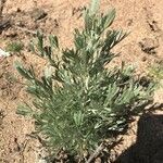 Artemisia tridentata habit picture by kalani kalani (cc-by-sa)