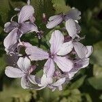 Lunaria rediviva flower picture by Balázs Heizler (cc-by-sa)