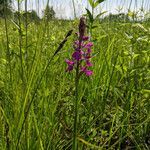 Anacamptis palustris flower picture by Eduard Jendek (cc-by-sa)