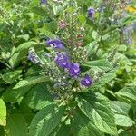 Scutellaria incana flower picture by beth boak (cc-by-sa)