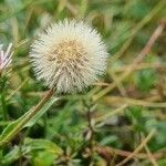 Erigeron alpinus fruit picture by Jani Zadrgal (cc-by-sa)