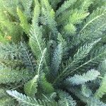 Achillea crithmifolia leaf picture by emilie azzopardi (cc-by-sa)