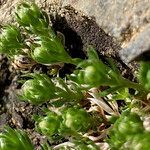 Galium pyrenaicum leaf picture by Fabien Anthelme (cc-by-sa)