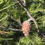 Pinus halepensis fruit picture by Sean Goodwin (cc-by-sa)