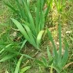 Iris domestica leaf picture by john holliman (cc-by-sa)