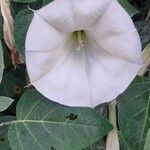 Datura innoxia flower picture by Papini Giacomo (cc-by-sa)