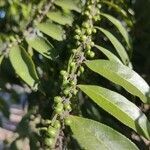 Casearia sylvestris fruit picture by Makoto Makoto (cc-by-sa)