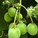 Jatropha curcas fruit picture by Nelson Zamora Villalobos (cc-by-sa)