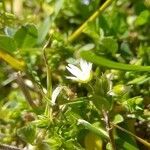 Cerastium diffusum flower picture by Barbieri Daniele (cc-by-sa)