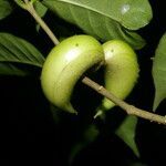 Tabernaemontana robinsonii fruit picture by Nelson Zamora Villalobos (cc-by-nc)