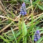 Muscari botryoides flower picture by jeanalain Gleyzes (cc-by-sa)