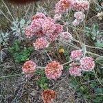 Eriogonum latifolium flower picture by uri zernik (cc-by-sa)