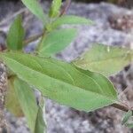 Epilobium lanceolatum leaf picture by Denis Bastianelli (cc-by-sa)