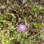 Centaurea aspera flower picture by Clotilde Boehrer (cc-by-sa)