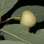 Annona pruinosa fruit picture by Nelson Zamora Villalobos (cc-by-nc)