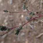 Coronilla vaginalis habit picture by Yoan MARTIN (cc-by-sa)