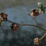 Althaea cannabina fruit picture by John Walsh (cc-by-sa)