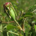 Rosa micrantha fruit picture by claire Felloni (cc-by-sa)