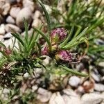 Plantago sempervirens flower picture by Hugo Dumonteil (cc-by-sa)