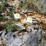 Helianthemum apenninum flower picture by hypotec (cc-by-sa)