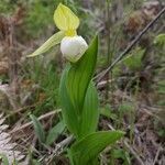 Cypripedium cordigerum flower picture by phuentsho (cc-by-sa)