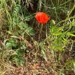 Papaver dubium habit picture by Sastre Oriol (cc-by-sa)