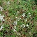 Conopodium majus flower picture by Julien MORIN (cc-by-sa)