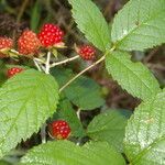 Rubus glaucus fruit picture by Nelson Zamora Villalobos (cc-by-nc)