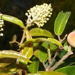 Mabea occidentalis habit picture by Nelson Zamora Villalobos (cc-by-nc)