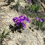 Viola calcarata habit picture by Guy DR (cc-by-sa)