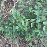 Chamaecrista fasciculata habit picture by Eli Small (cc-by-sa)