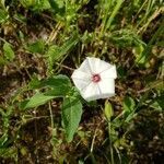 Convolvulus equitans flower picture by Valancy Bastian (cc-by-sa)