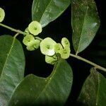 Heisteria acuminata fruit picture by Nelson Zamora Villalobos (cc-by-nc)