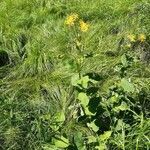 Doronicum austriacum habit picture by Josef Zdepa (cc-by-sa)