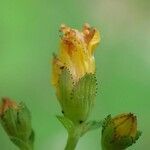 Hypericum pulchrum habit picture by Yoan MARTIN (cc-by-sa)