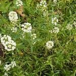 Lobularia maritima habit picture by El Mojito (cc-by-sa)