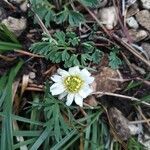 Callianthemum coriandrifolium flower picture by Cristian Zanella Cristian Zanella (cc-by-sa)