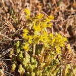 Sedum acre habit picture by Aurélia et JChris Courte-Barbary (cc-by-sa)