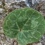 Cyclamen purpurascens leaf picture by luigi GRECO (cc-by-sa)