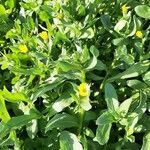 Calendula arvensis habit picture by Monteiro Henrique (cc-by-sa)