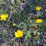 Ranunculus californicus flower picture by Anna Maj (cc-by-sa)