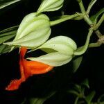 Drymonia rubra flower picture by Nelson Zamora Villalobos (cc-by-nc)