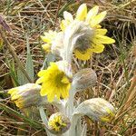 Senecio latiflorus flower picture by Fabien Anthelme (cc-by-sa)