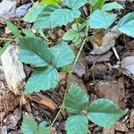 Rubus trivialis leaf picture by Rick Snyder (cc-by-sa)